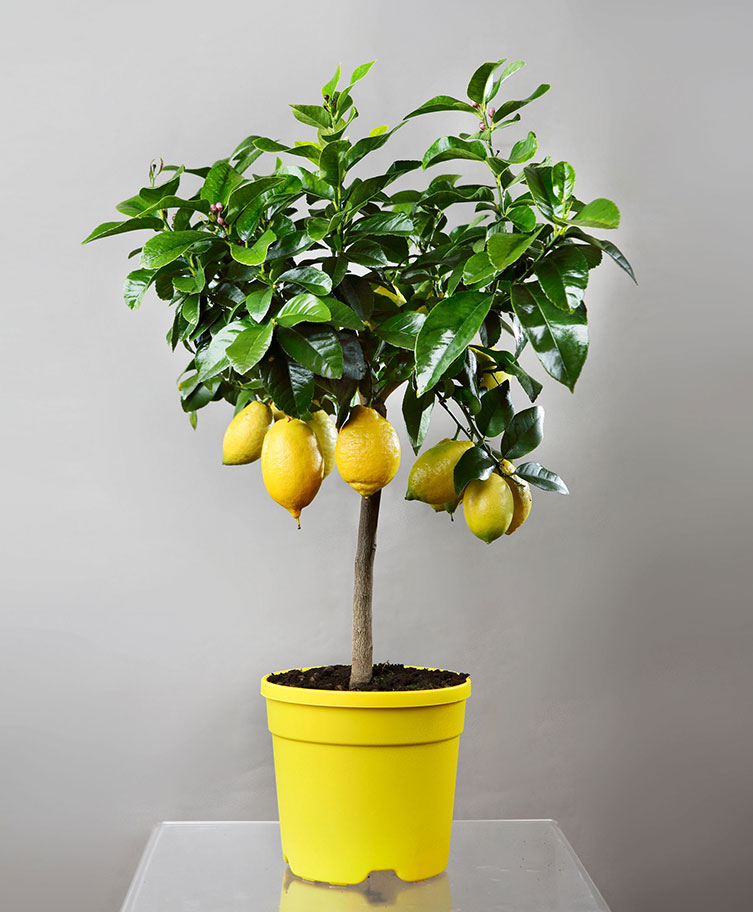 Lunar lemon, Ornamental citrus plants