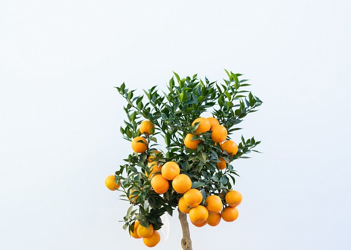 Citrus Myrtifolia
