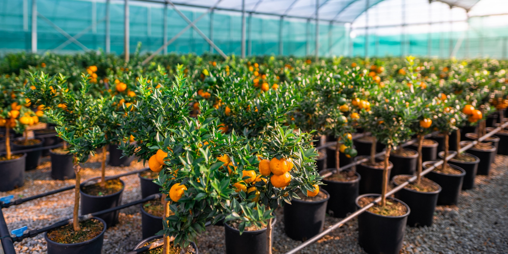 chinotto_sicilia_verde