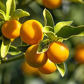 Kumquat-rond 