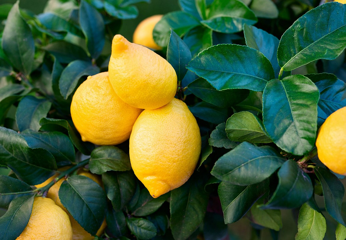 Cappuccio-lemon 